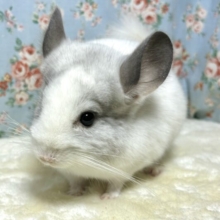 チンチラ  パイド  ‎男の子 🤍☁️🎵*