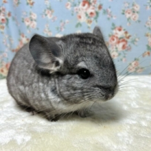 チンチラ  ノーマルグレー  男の子  🩶(*˙ω˙*)♡