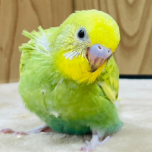 菜の花咲いたよ🌼セキセイインコ（スパングル）ヒナ