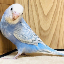 【最新画像更新🪄】ヒナ鳴きが止まらない♡あざとい可愛さ💕セキセイインコ（スパングル）