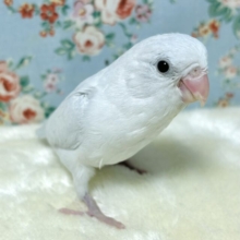 マメルリハ  ホワイトライラック 男の子  ‎🤍🫧💜‪