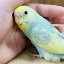 【最新画像更新🪄】手のひらに吸い付いく甘えん坊🩵セキセイインコ（パステルカラーレインボースパングルパイド）