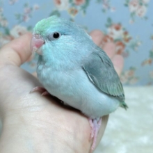 マメルリハ  ターコイズライトブルー  女の子  🐬🐳.*˚*
