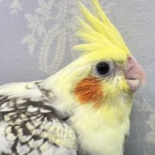 首に秘めるはパールのネックレス❣️オカメインコ(パールパイド2024年3月生まれ)