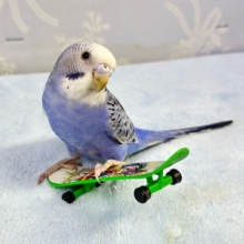 馴れてるよ❣️セキセイインコ (オパーリン) 2024年3月生まれ