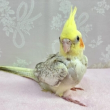 パールもパイドも！いいとこ取りだ〜い！🥨💕オカメインコ(シナモンパールパイド)2024年3月生まれ