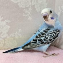 ✨最新画像✨️猛ダッシュ止まらな〜い！！🤭 セキセイインコ(オパーリン)2024年3月生まれ