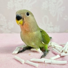 人気カラー💚コザクラインコ(ノーマル) 2024年3月生まれ