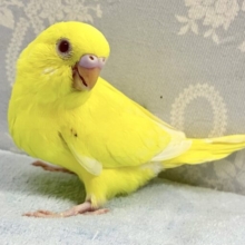 ビューティーイエロー参上だい💛セキセイインコ(ルチノー2024年3月生まれ)