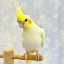 キュート💛オカメインコ (ルチノー) 2024年2月生まれ