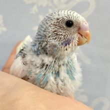 しっぽのブラックラインかっこええ〜❕🤭 セキセイインコ(パイド2024年3月生まれ)