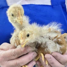 ❣️キリッとぴよぴよ🐥⸒⸒ボリスブラウン 女の子 2024年3月生まれ