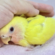 幸せのイエローハートボディ持ってるの🤭💛コザクラインコ(ルチノー)2024年3月生まれ