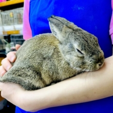 抱っこ〜😍😍😍最新画像になりますよ💫動画あり☆　ネザーランドドワーフ(チェスナット)が入舎しました〜♪