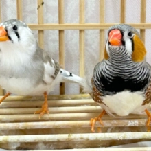 ふっくらもっふぅ💕ジャンボキンカチョウ ペア