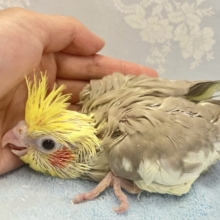 ホットに優しく包まれ可愛さup❣️オカメインコ(シナモン2024年3月生まれ)