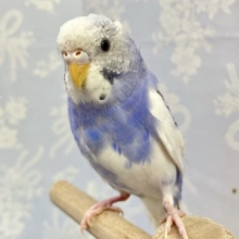 ✨️最新画像✨️まんまるキラリンな瞳！💫セキセイインコ パイド(2023年 12月生まれ)