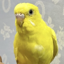 ✨最新画像✨️レモンカラーの元気っ子❣️🍋 セキセイインコ (ダブルファクター) 2024年1月生まれ
