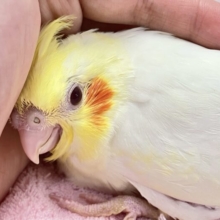 ホイップにカスタードトッピング❣️ オカメインコ(ルチノー2024年3月生まれ)