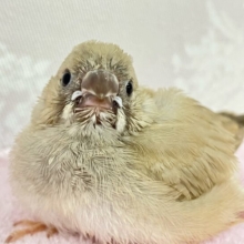 もふもふフェアリー降臨✧🥨🤎錦花鳥(2024年3月生まれ)