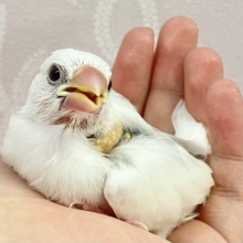 ✨️最新画像✨️元気いっぱい💪🏻✨ぽわぽわグレーのブチ模様🩶 白文鳥(2024年3月生まれ)
