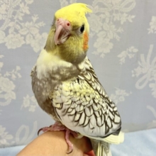 くちばしのグレーラインがチャームポイント💫！オカメインコ(パールパイド2024年3月生まれ)