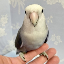 ✨️最新画像✨️淡い青💙コザクラインコ(バイオレット) 2022年11月生まれ