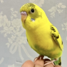 ✨最新画像✨ぽわりんいえろ〜❕‪🔆‬ セキセイインコ(イエローハルクイン)2024年3月生まれ