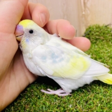 芸術的🎨目くばせだけで察せなきゃイヤだ〜〜😳😳😳💗　セキセイインコ　パステルレインボーパイド
