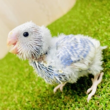 →→🫢あざとい💗💗💗じゃなくて本当は研究熱心！？　セキセイインコ　スパングルパイド