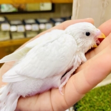 いい感じっ🫶☀️に奔放リベリー✌️✌️✌️ セキセイインコ　ダブルファクター