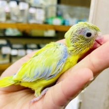 🌸💨💨めいめいにほくほく🤭💗首ったけ！！　マメルリハ　アメリカンイエロー　男の子