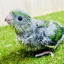 ぴーぽぽ先輩🫡されど唐突🐾横向き〜〜〜キラリっっ✨☘️☘️☘️🍀　サザナミインコ　ノーマル