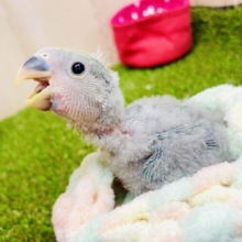 なんでもスマイルパワーで解決っっ🍏🫐🍏🫐🍏🫐　コザクラインコ　ブルーチェリー
