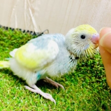 しゅわしゅわとろんっ☀️🏖️⛱️な気分で🏖️🏖️🏖️ セキセイインコ　パステルレインボーパイド