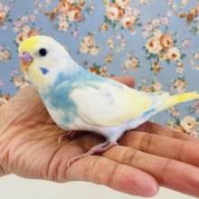 なんてかわいいの..みんなメロメロです🥲❤︎手乗りセキセイインコ(コバルト)🫧