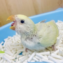 気になるあの子！最新画像になりますよ💫ポップコーン🍿ぞっこん🍿いっぱいはしゃご🙌🙌🍿　コザクラインコ　シナモン系