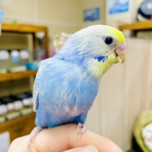 最新画像になりますよ💫無邪気なときめきフルカラー💛🩵🧡💙　セキセイインコ　レインボー　