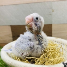 美しいお色になりますよ〜🩷人気カラーのセキセイインコライラック☆