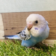 最新画像あります‼️可愛い姿をたくさん見せてくれます😍セキセイインコのオパーリン！！