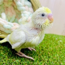🥚🥚🎀欲張るくらい好きなことをしたいっっっ🎀🥚　セキセイインコ　クリーム