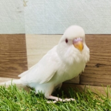 最新画像有り❗️純白ボディーが綺麗すぎます🤩セキセイインコのアルビノ！！