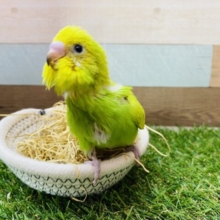 最新画像有り‼️イエロー✖️グリーンの綺麗な明るめカラー⭐️セキセイインコのスパングル！！