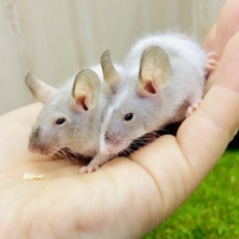 ネズミ好きさん集合～～～！👐👐👐マニアックに～　スキニーマウス　男の子