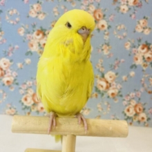 ずっしりと立派です•͈ᴗ•͈❢❢手乗りジャンボセキセイインコ(レースウィング)💛💛