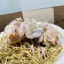 ぴと〜っとくっつく仲良しさん❤️シナモン文鳥ヒナ♪