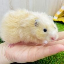 最新画像になります💫🐹♬🎶行進はマーチでらたたのたった🎵🎶🎶♬ サテンハムスター　女の子