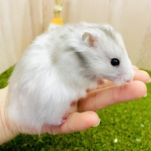 最新画像になります💫👒ポツン👒すみっこハムぐらし始めました🐹。ポツン。🐹　カラーハムスター　チンチラ　女の子
