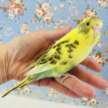 最新画像🌟ｶｷｶｷして~❤︎とっても懐こいよ❤︎手乗りセキセイインコ(イエローハルクイン)🌻