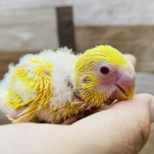 わたわた〜な黄ちゃんです💛いっぱい食べるよ！セキセイインコ（ルチノー）❤️